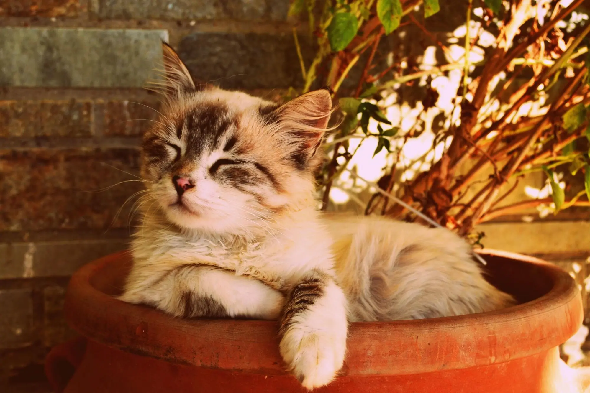 Pros and Cons of Allowing Pets in Your Riverside Rental Property